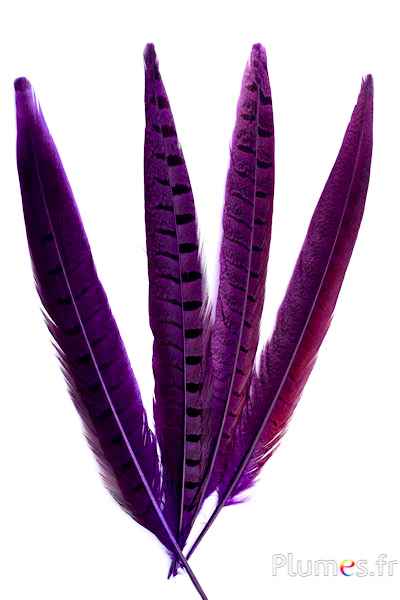 Faisan de Colchide - 20-30 cm - aubergine